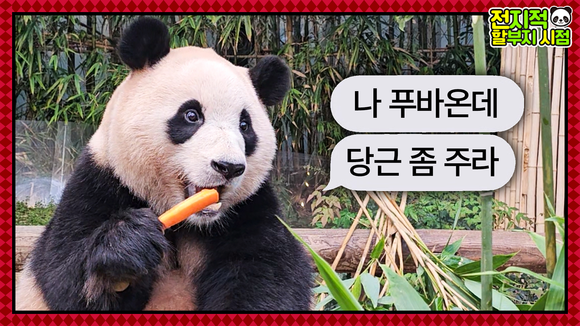 “나 푸바온데 당근 좀 주라” 태어난 지 1111일 기념 강바오가 준비한 당근 케이