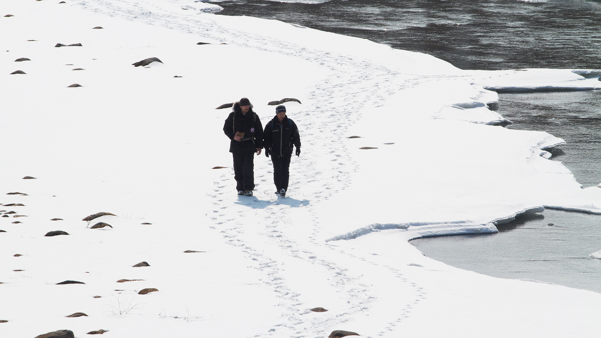 Siberian Tiger Quest