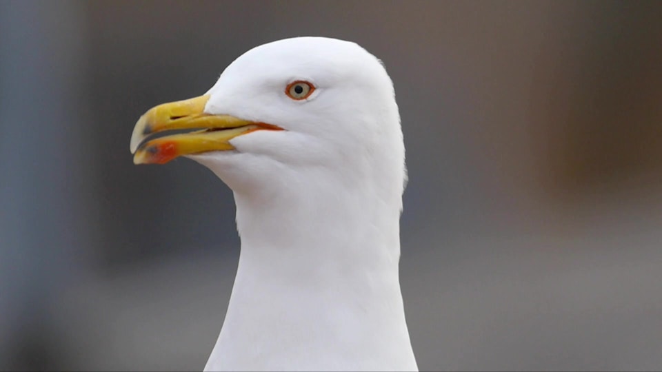 Wild Italy: Top Predators: Rome City Strikers