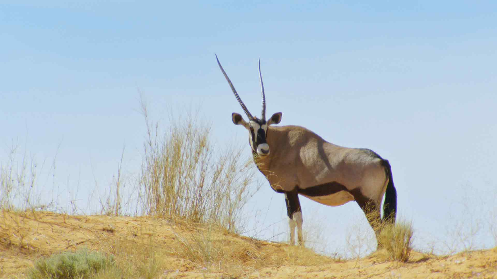Springbok e Impala: la vita nel branco