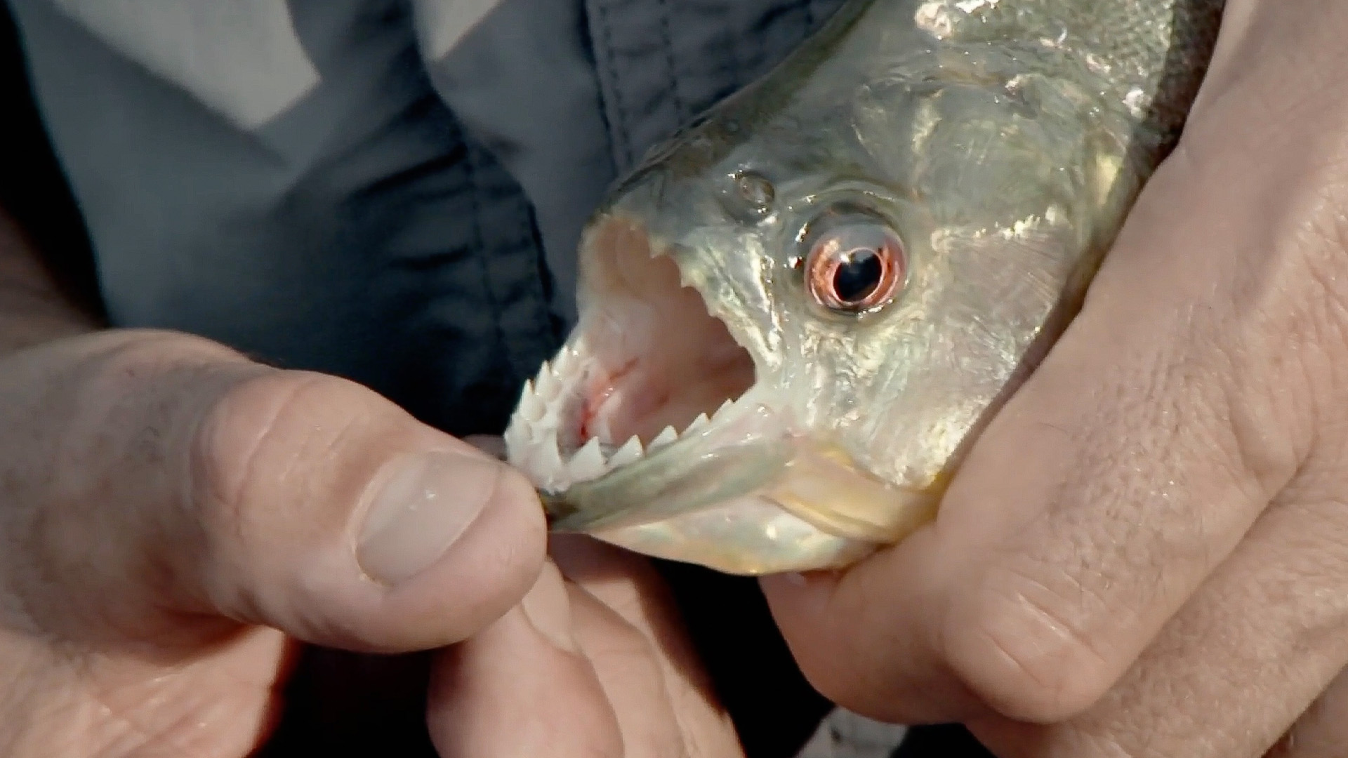 Tödlicher Angriff am Rio Yata
