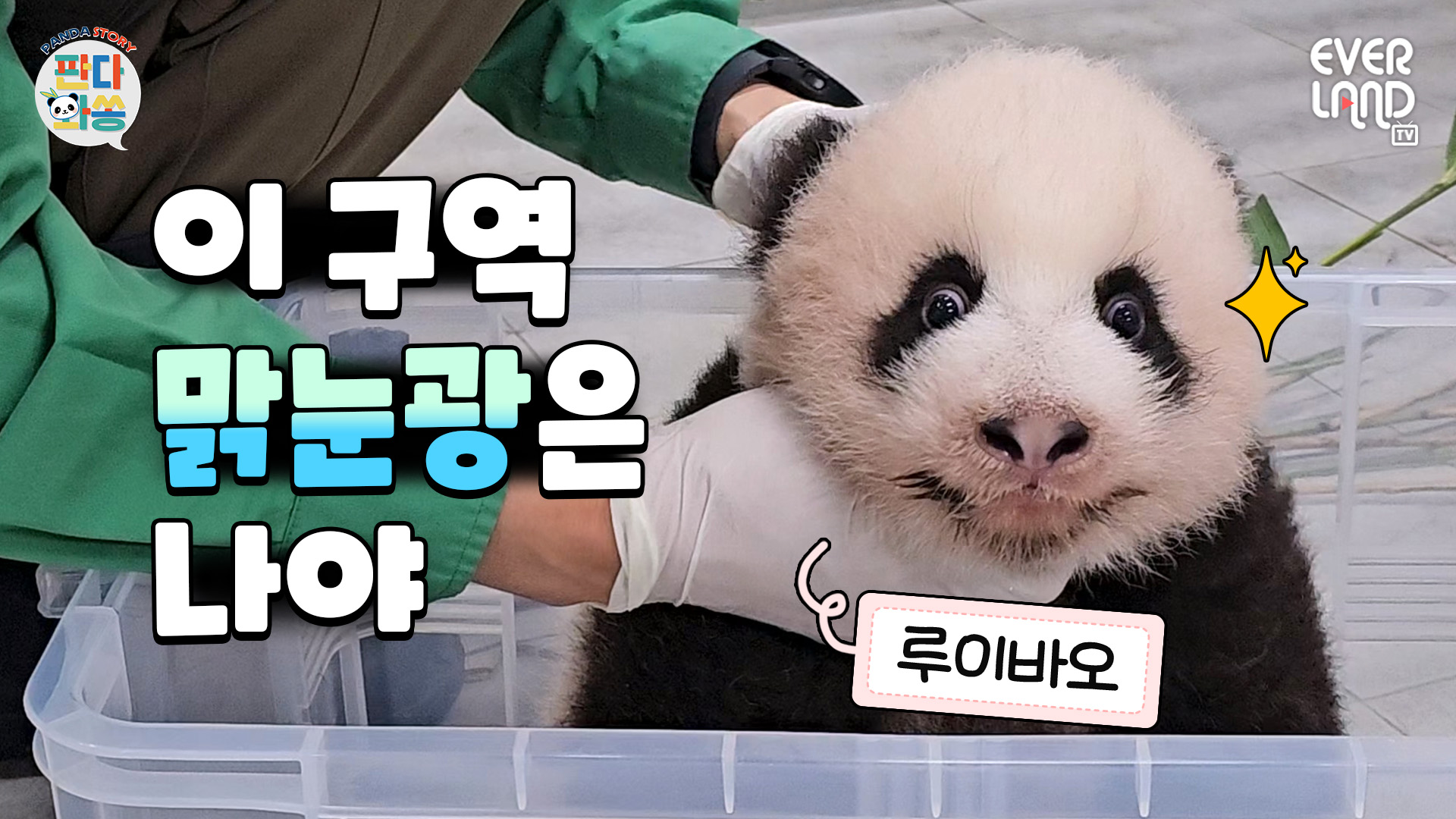 벌써 이름 알아듣는 천재 아기판다!! #루이바오 #후이바오 129회