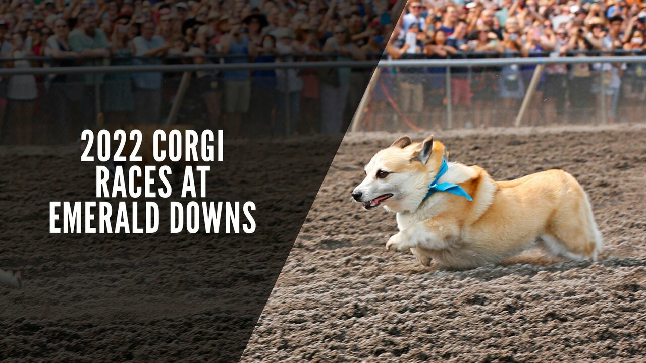 2022 Corgi Races at Emerald Downs