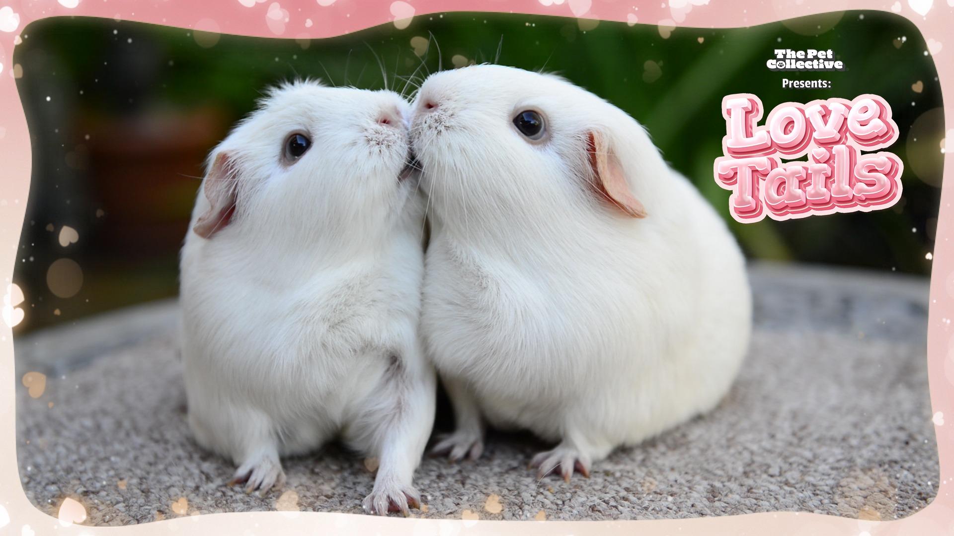 The Pet Collective Presents: Love Tails