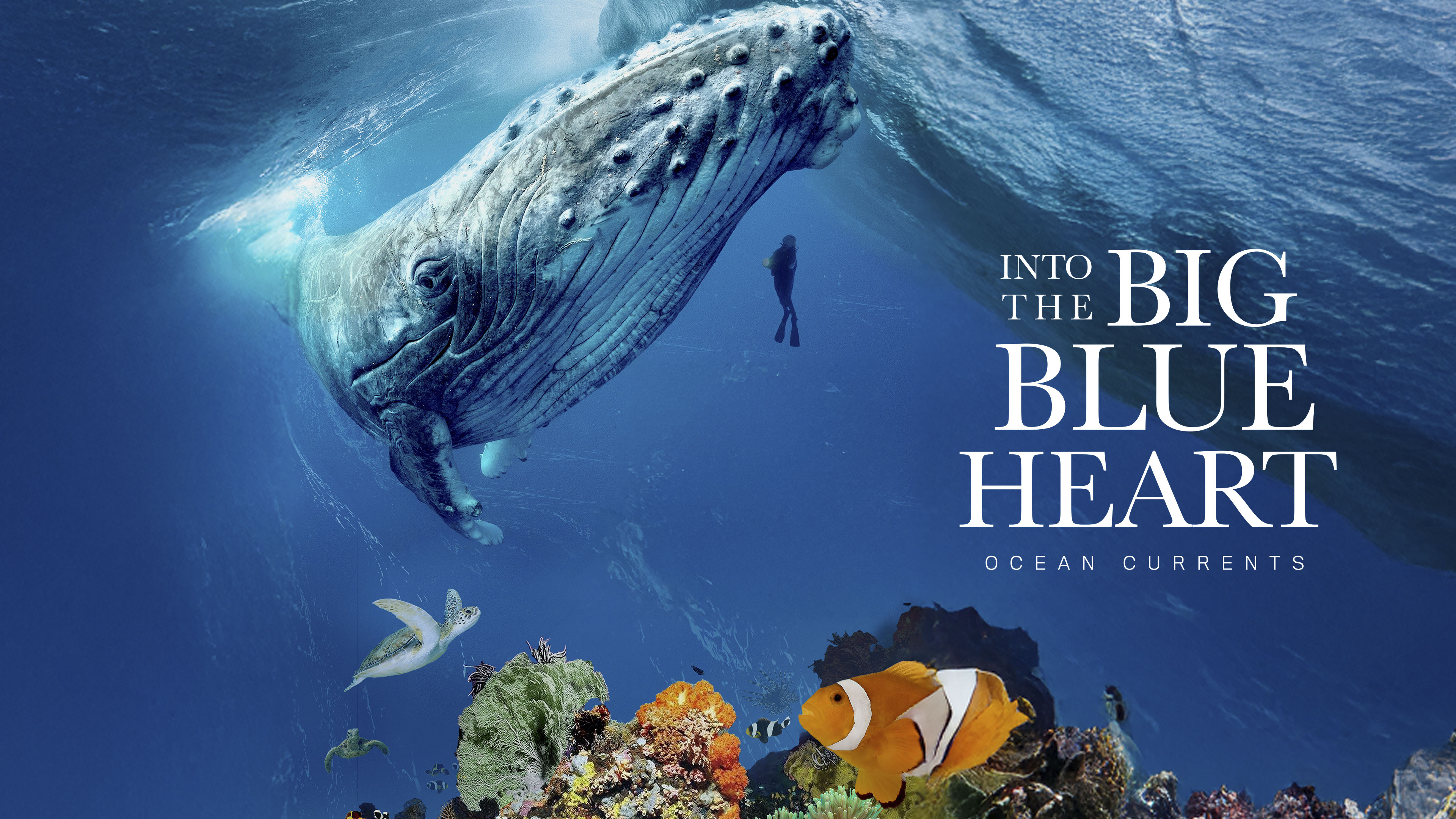 Into the Big Blue Heart: Ocean Currents