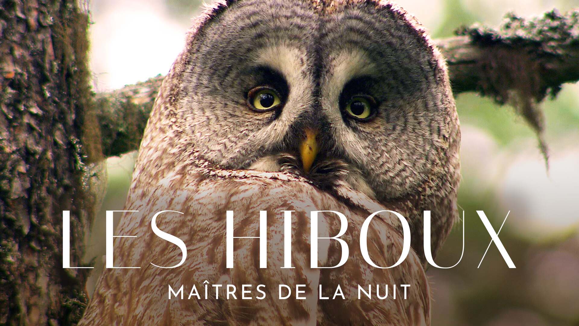 Les hiboux : maîtres de la nuit