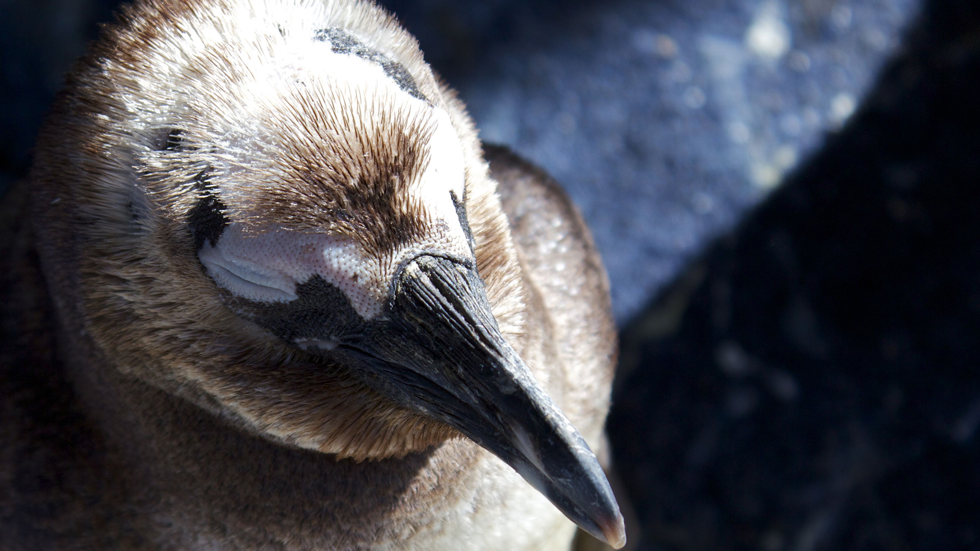 The Great Penguin Rescue