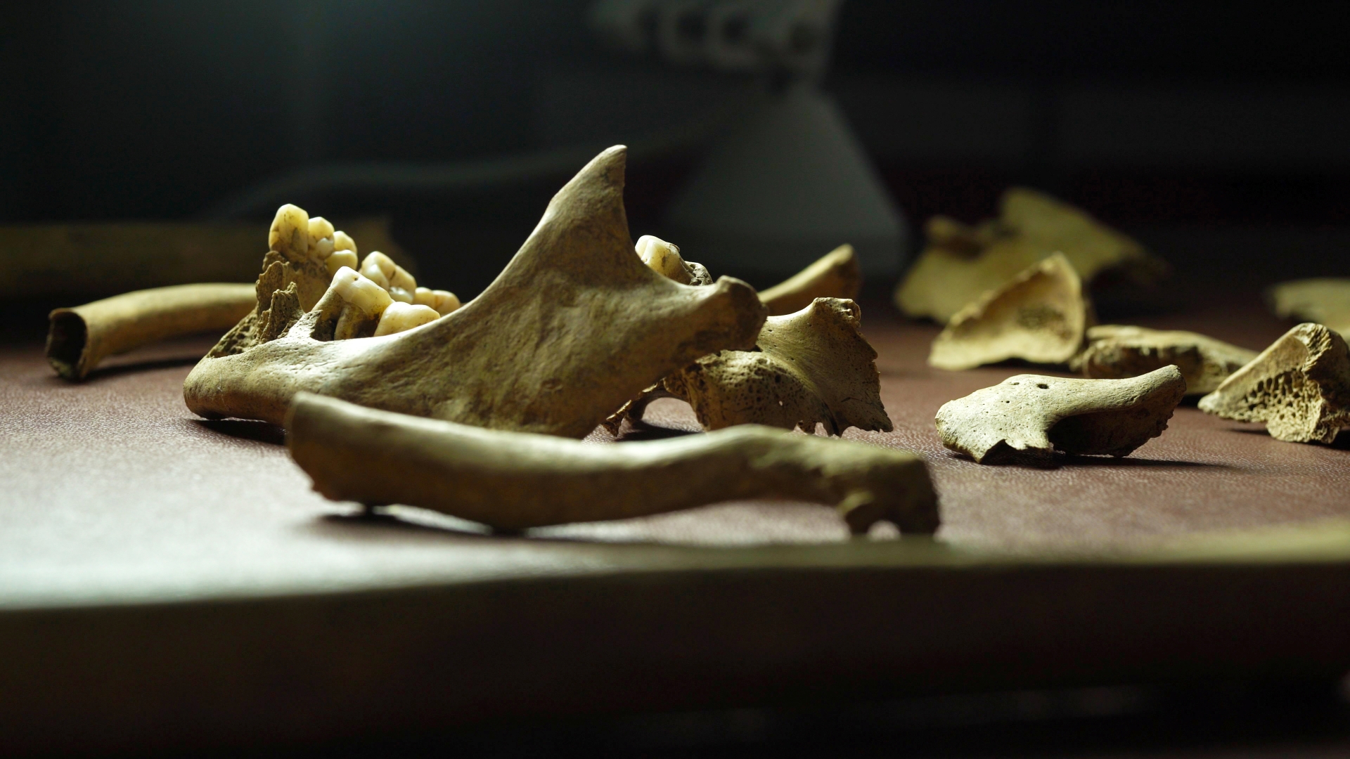 El ADN Perdido Ep. 1: Orígenes