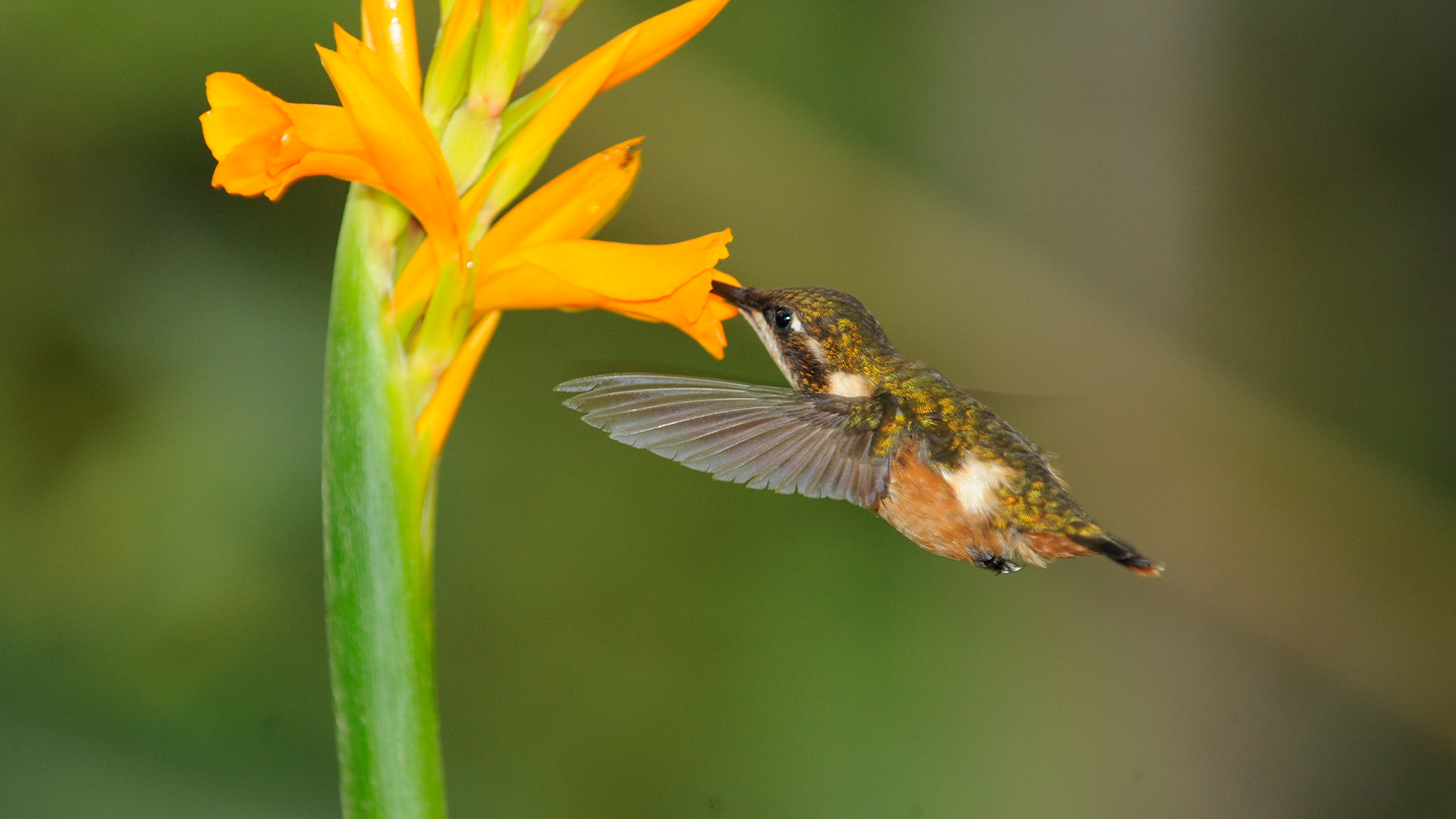 Hummingbirds: Jewelled Messengers