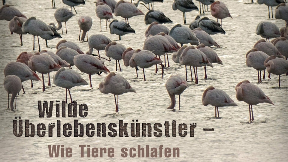 Wilde Überlebenskünstler – Wie Tiere schlafen