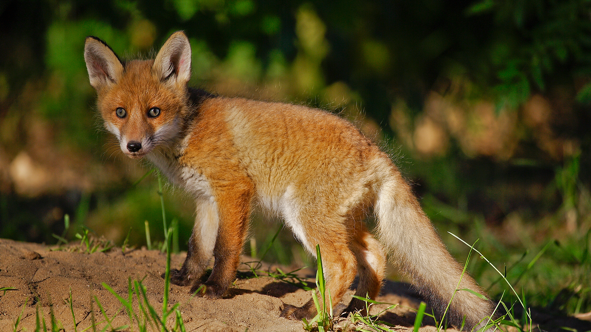Niedersachsens schlaue Füchse