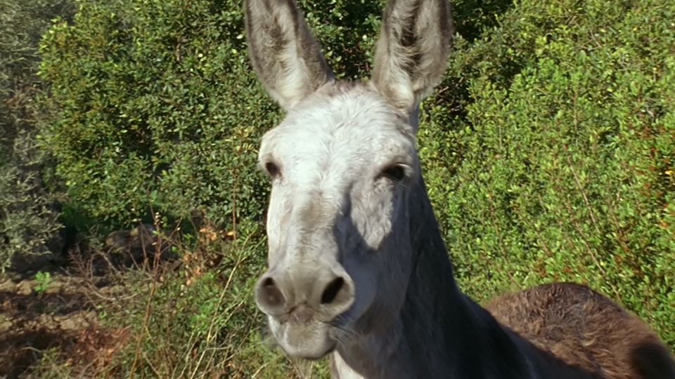 Tiere vor der Kamera