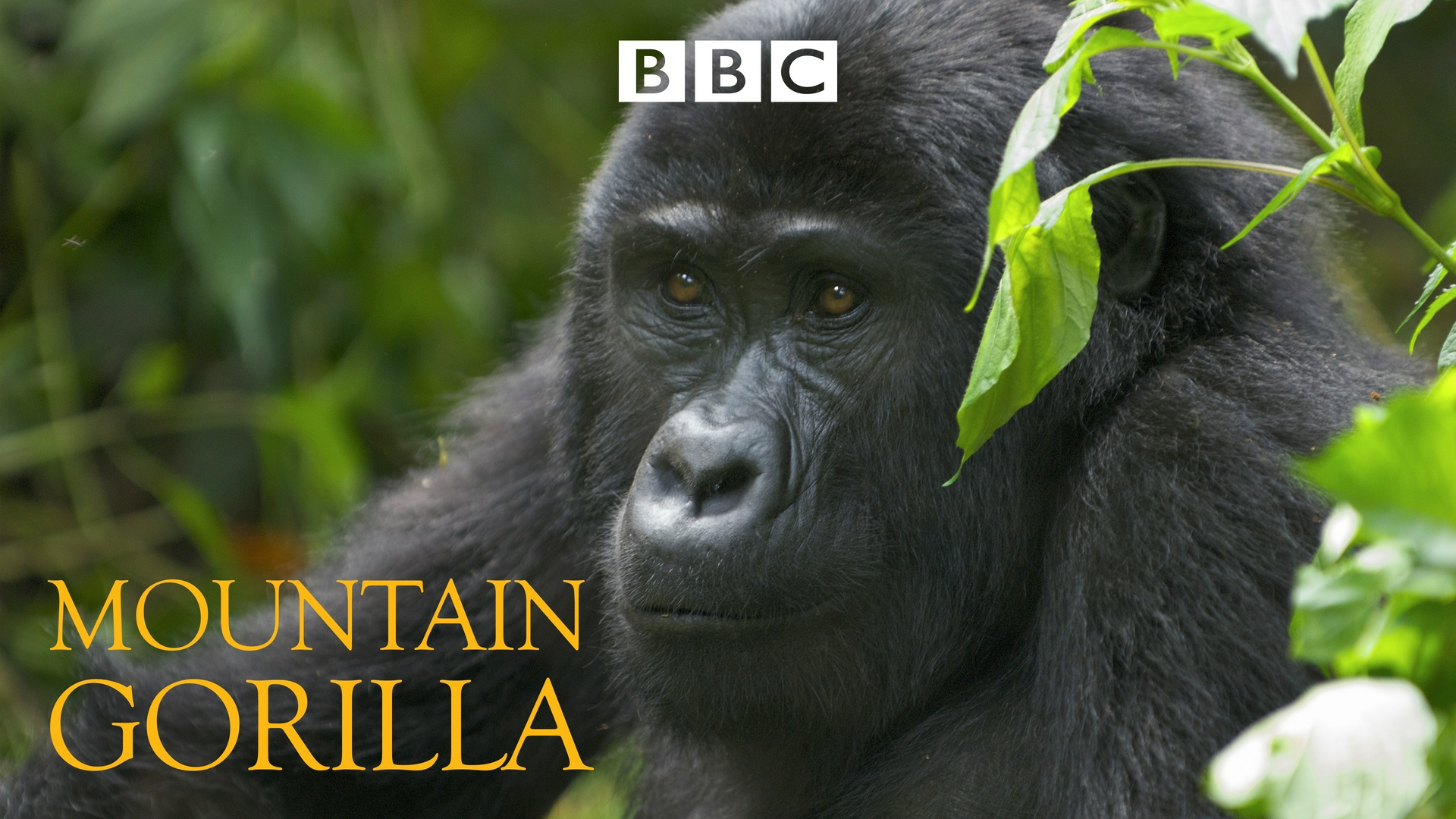 Les Derniers gorilles de montagne L'ultime combat du roi titus