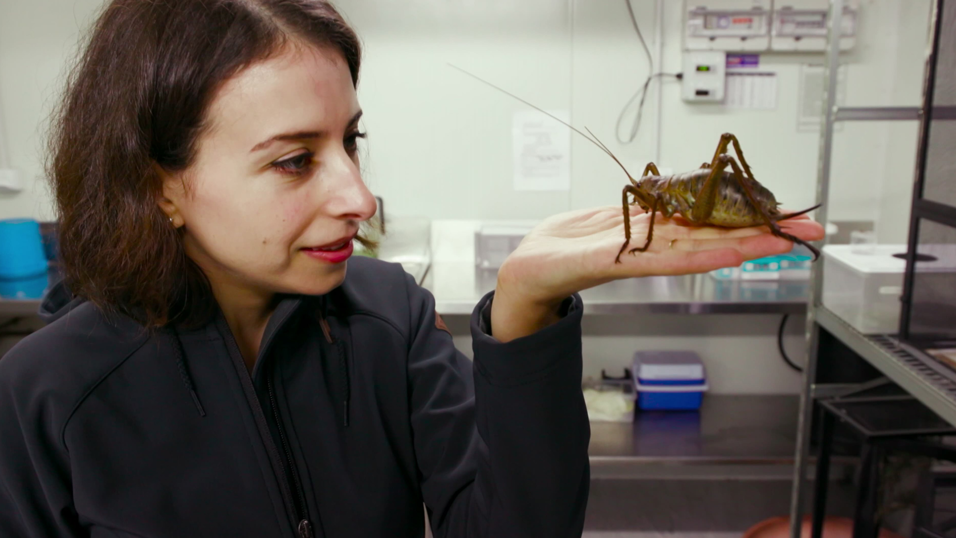 Monster Presents: Custom