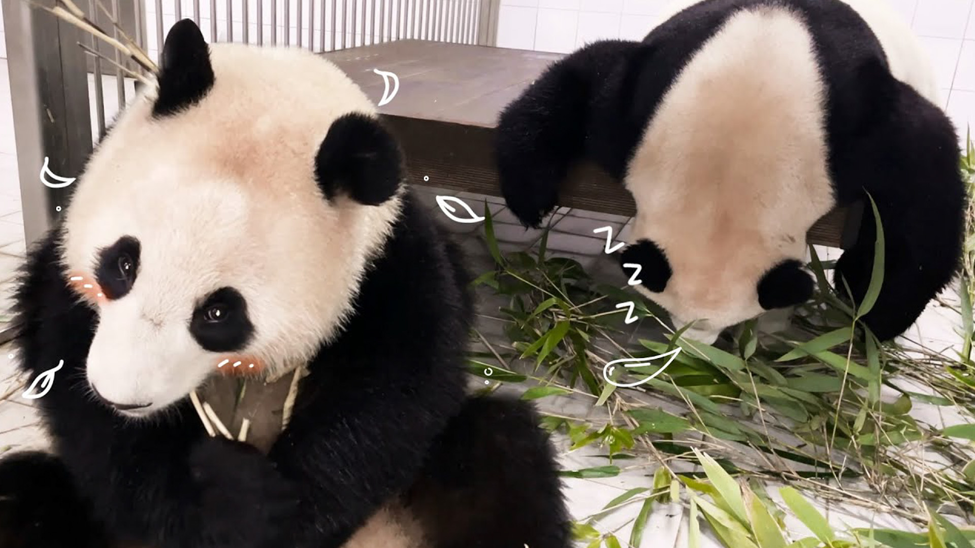 (극사실주의) 명절 연휴 시작! 흔한 우리집 풍경 21회