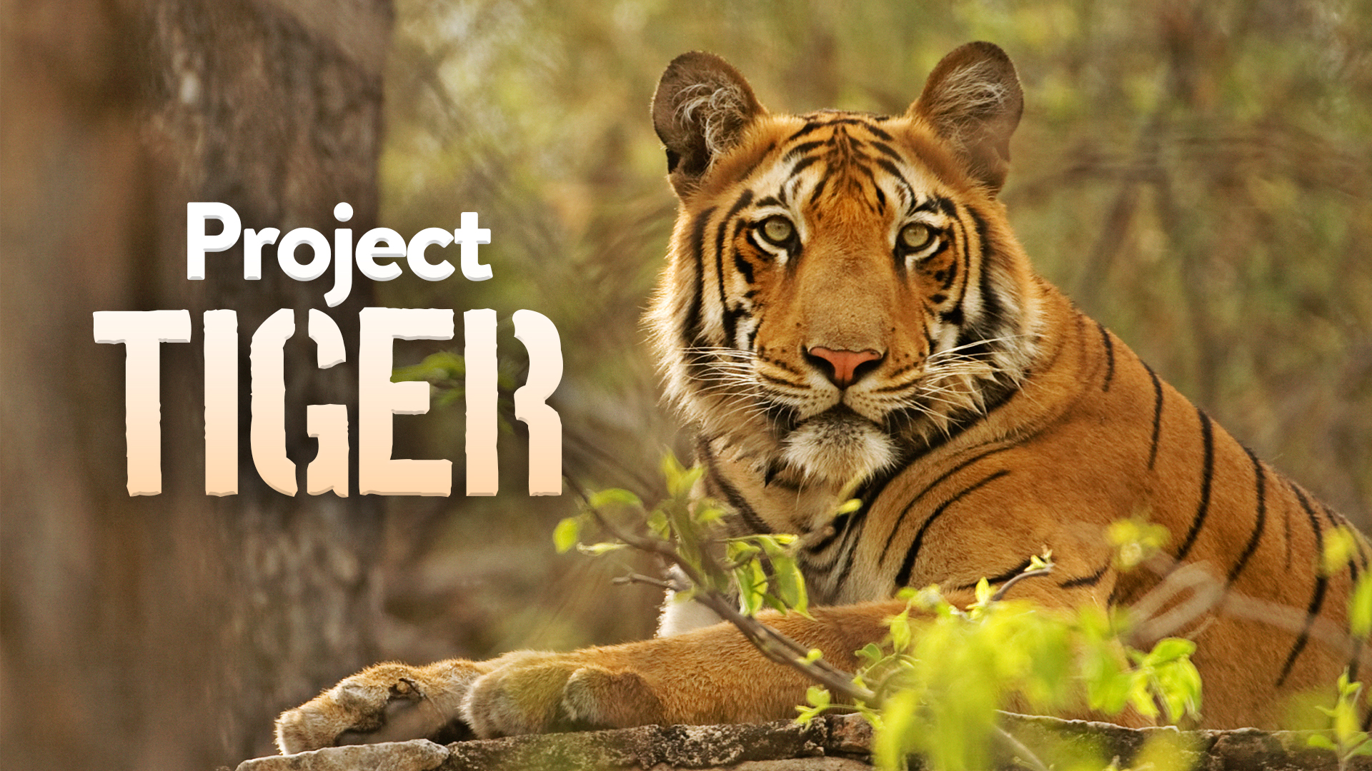 Project Tiger
