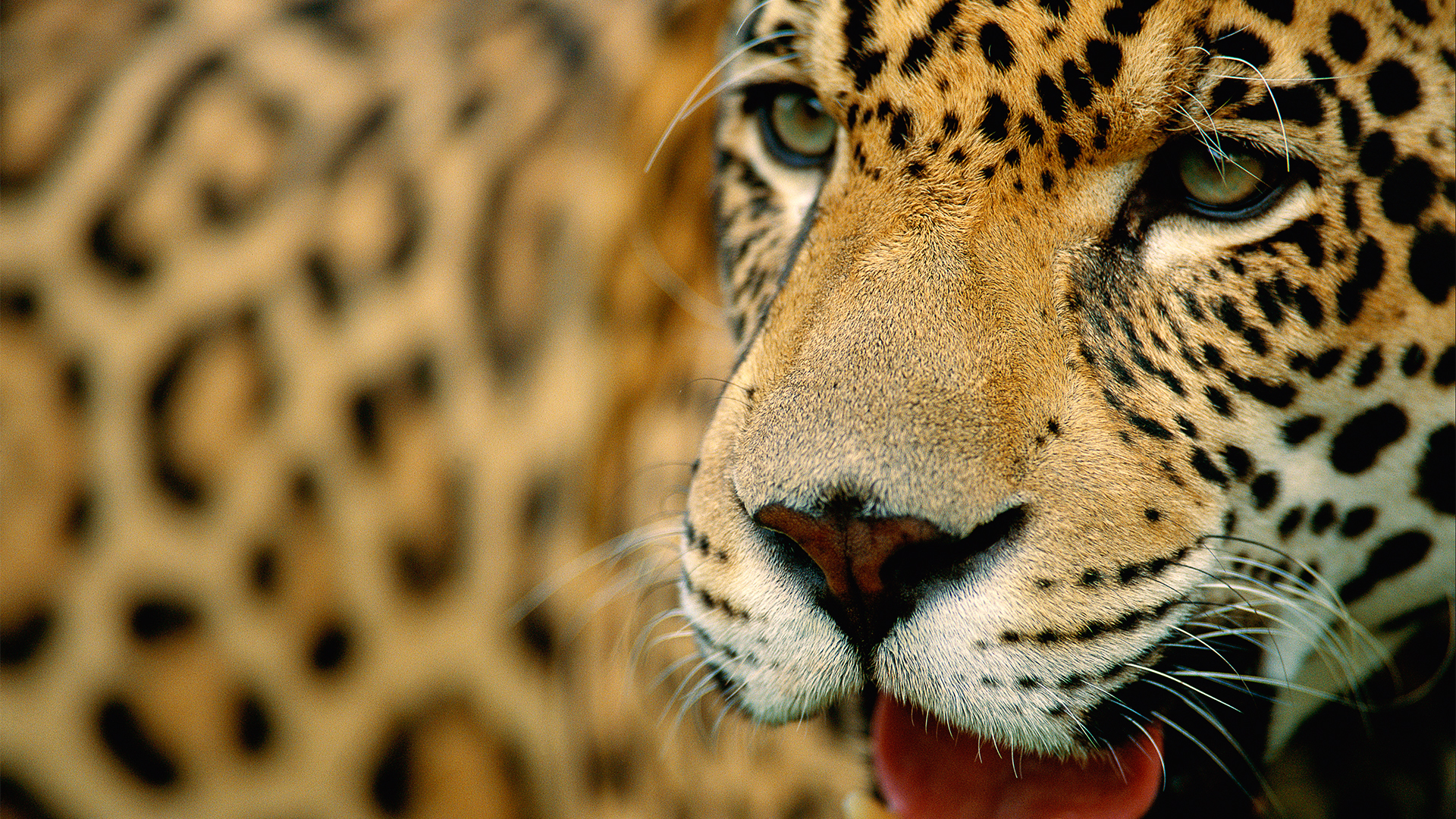 Brasilien: Einsatz für den Amazonas