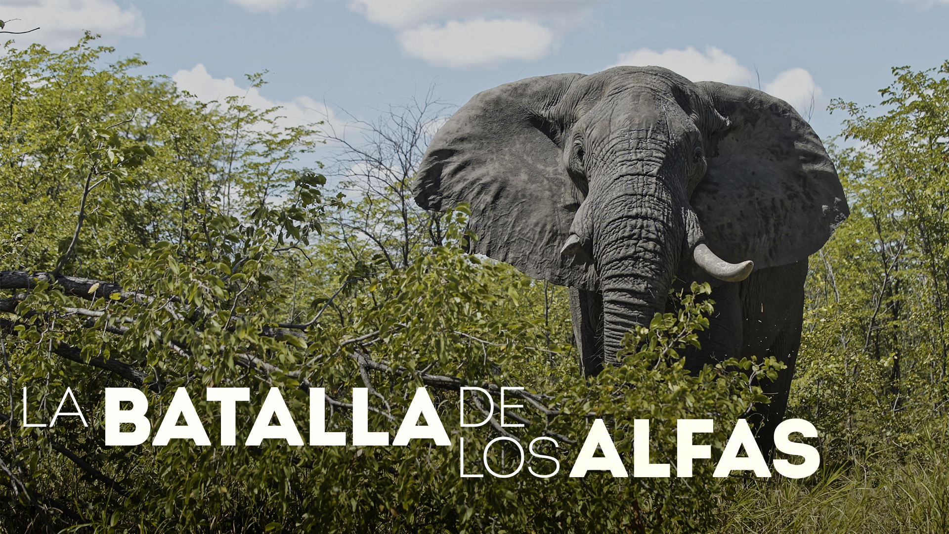 La Batalla de los Alfas