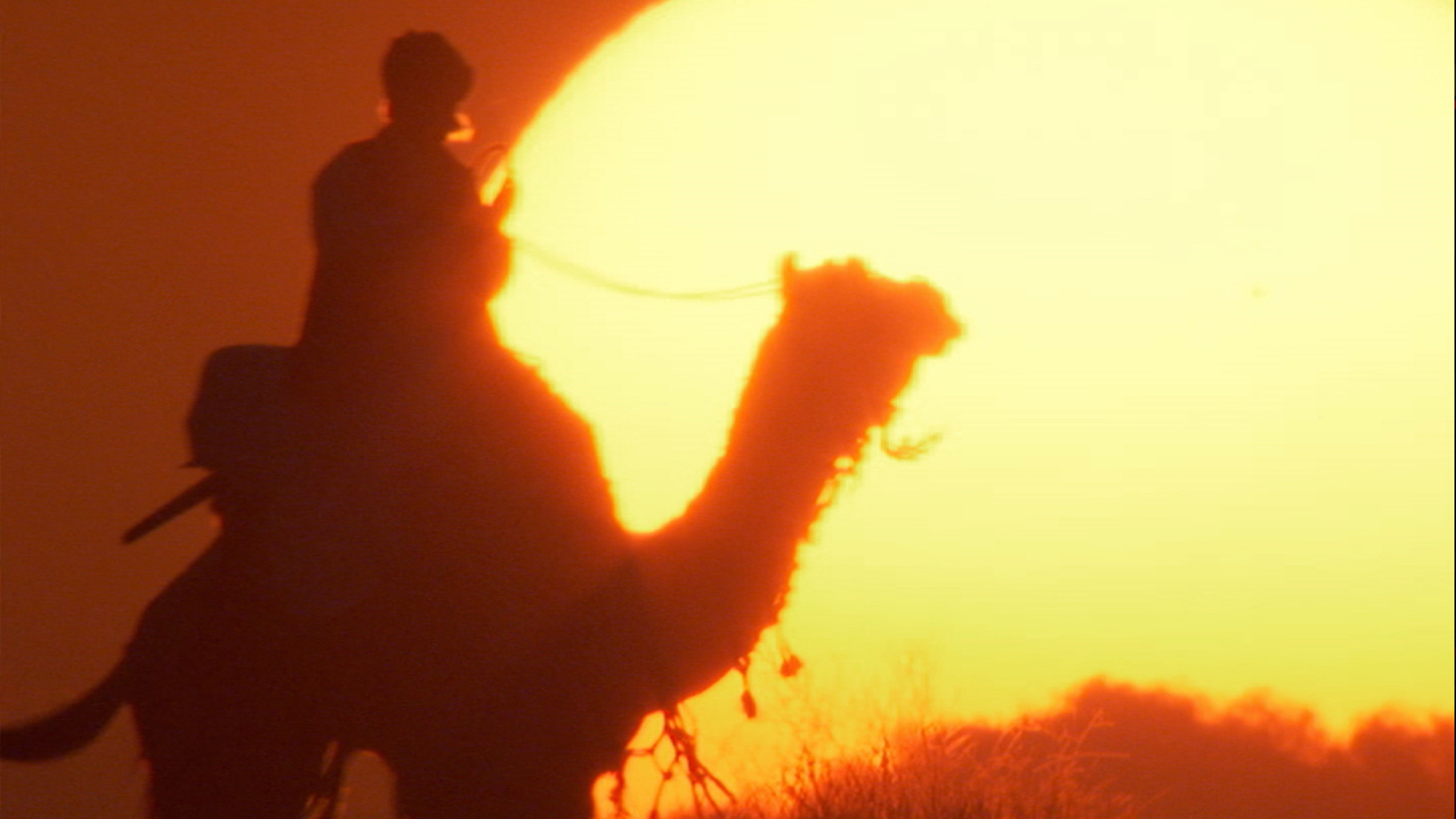 Wildest India