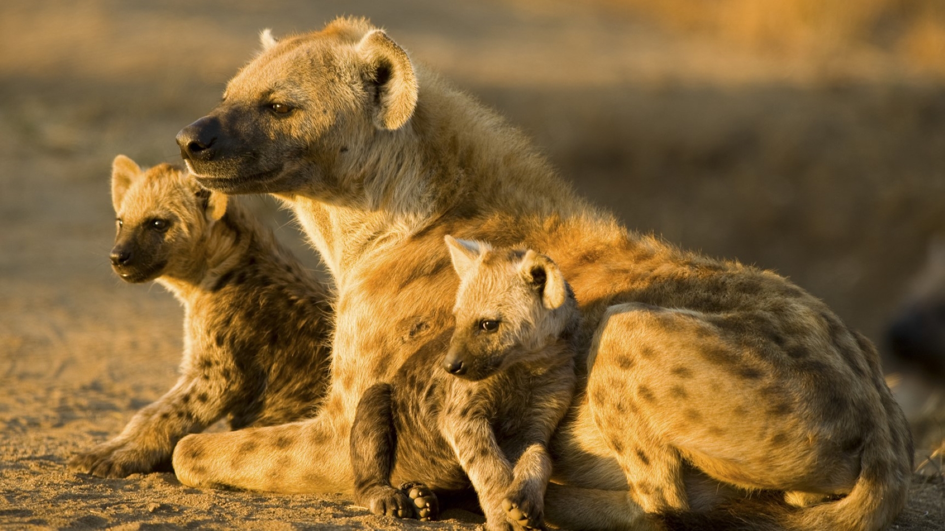 Des Femmes et des Bêtes
