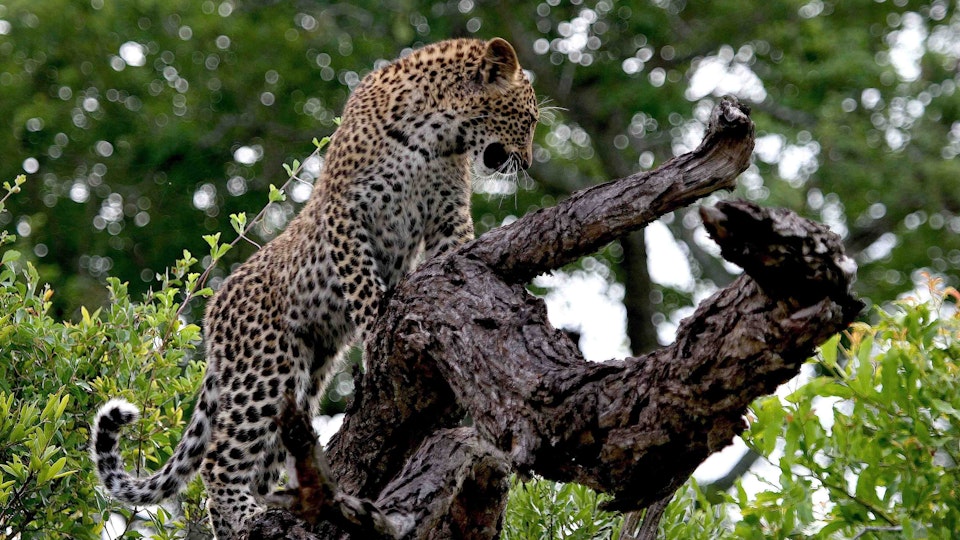 Die Magie des Leoparden