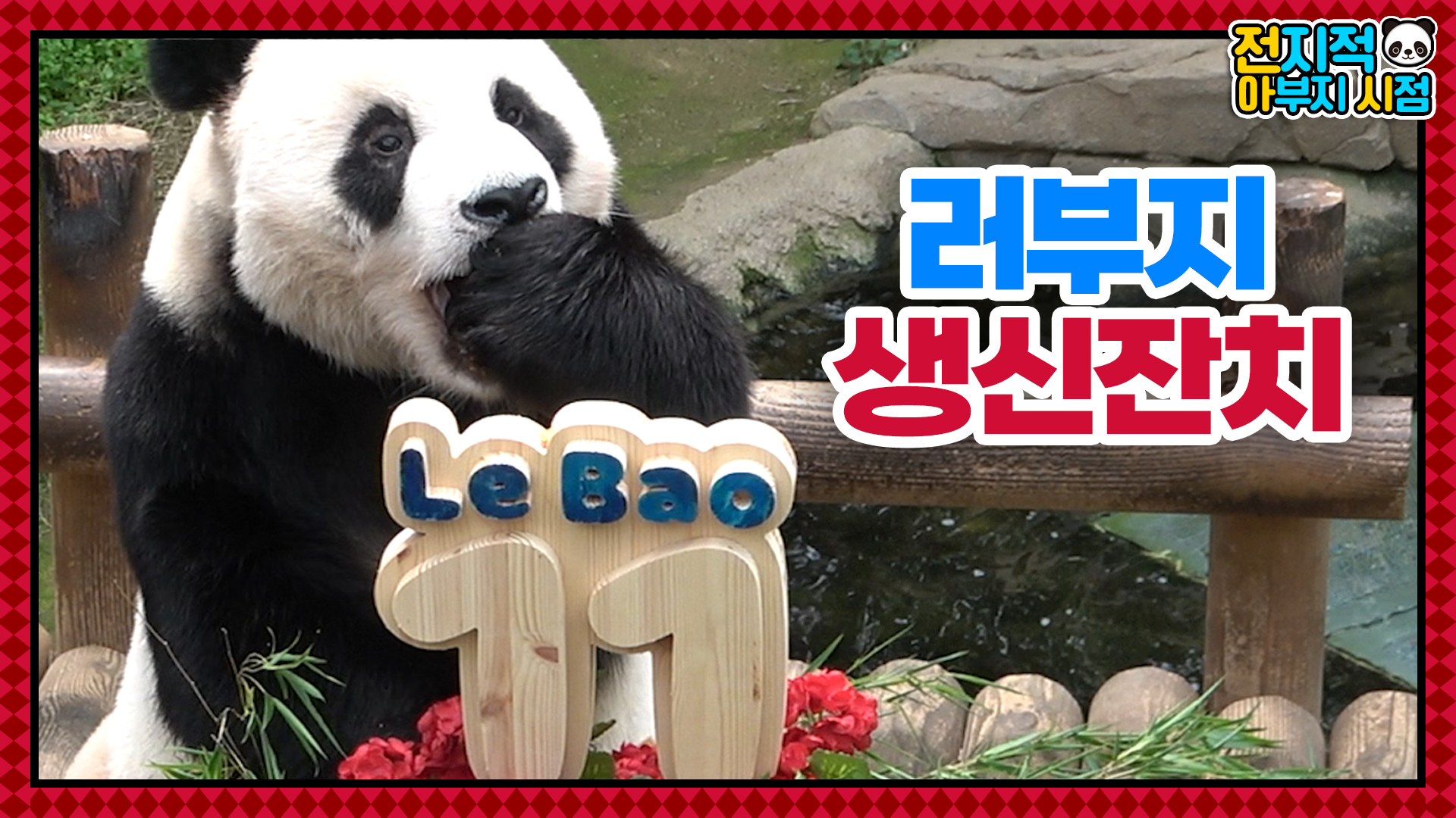 세 딸의 아버지가 된 러바오의 11살 생일파티와 아빠를 쏙 빼닮은 푸바오의 일