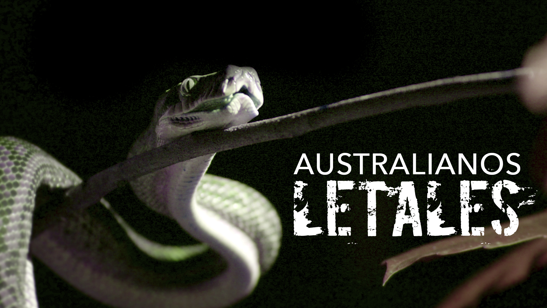 Australianos Letales