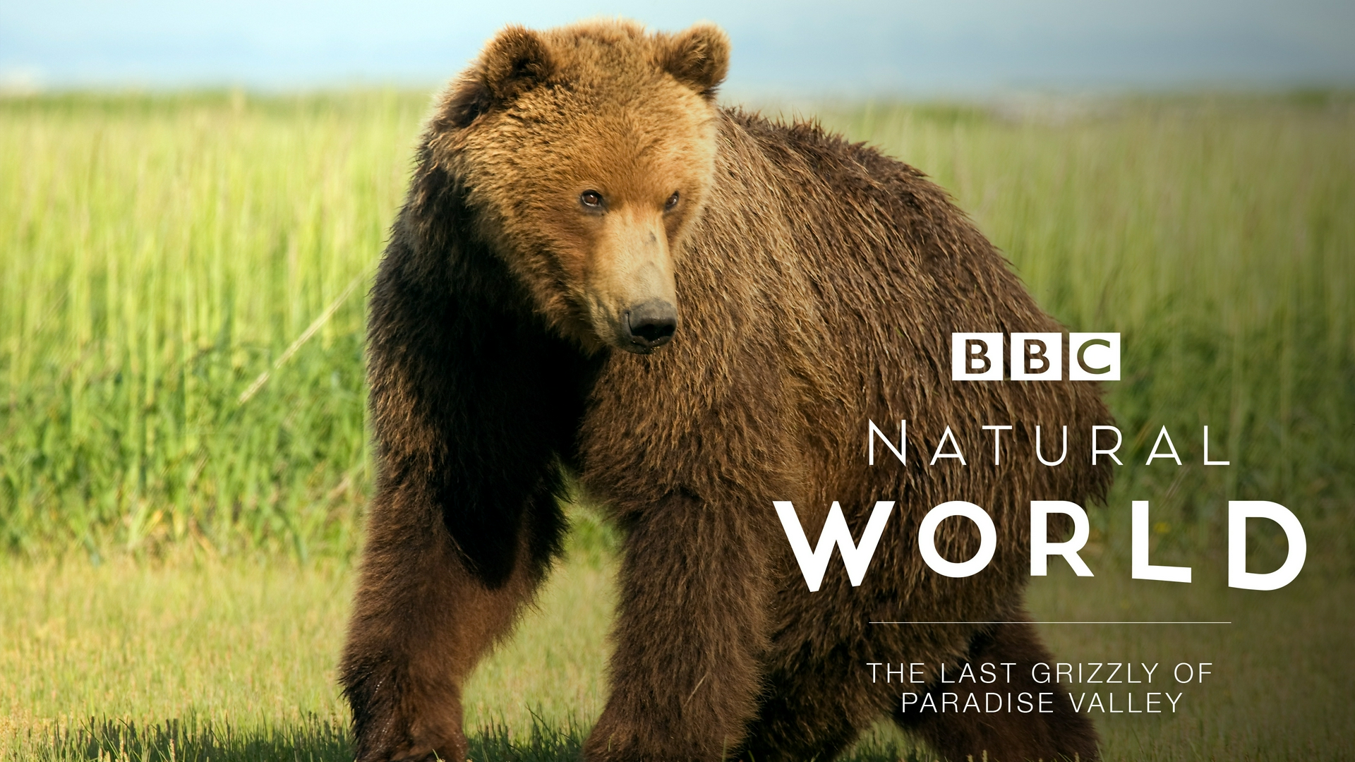 Eco: el elefante inolvidable: Mundo natural El último oso pardo del Valle Paraíso