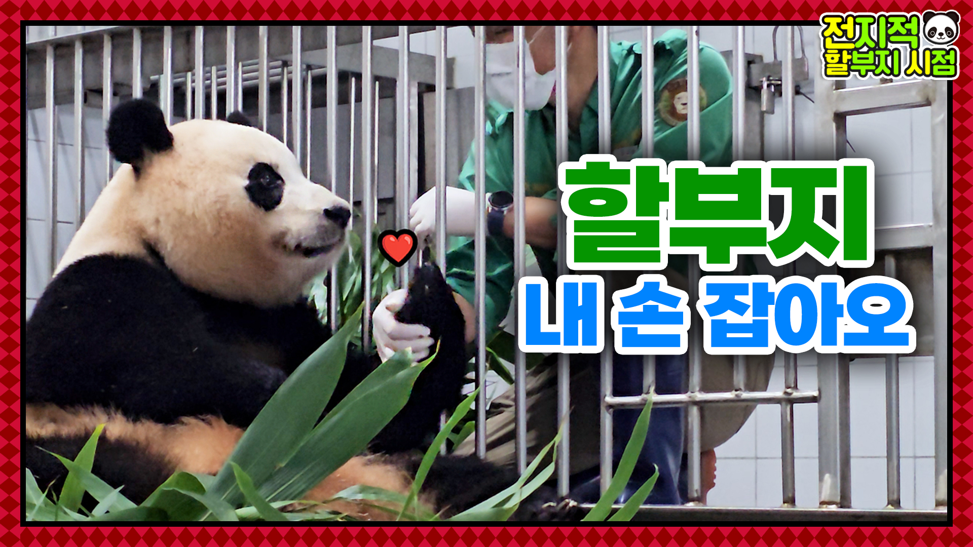 “푸바오는 할부지가 제일 좋아오” 손녀딸을 위한 강바오의 스윗한 선물 55회