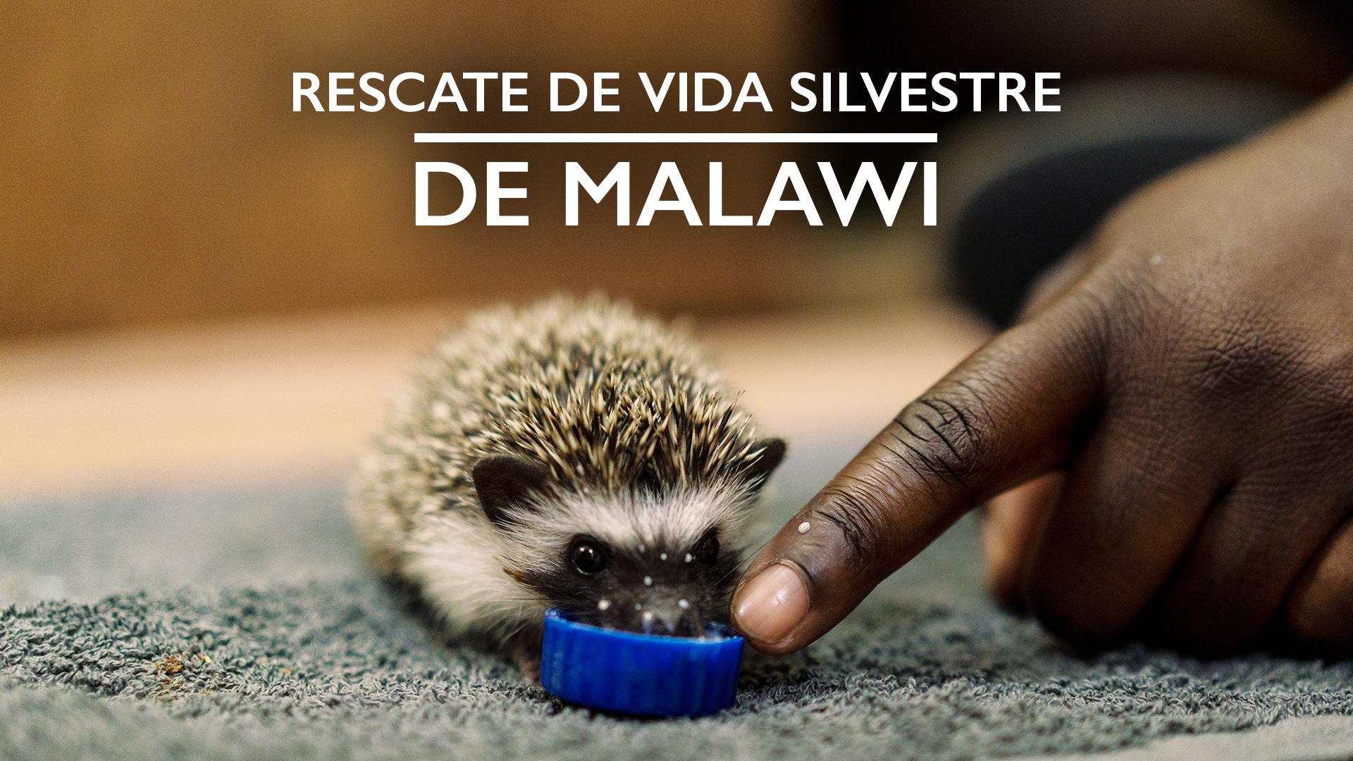 Rescate de vida silvestre de Malawi