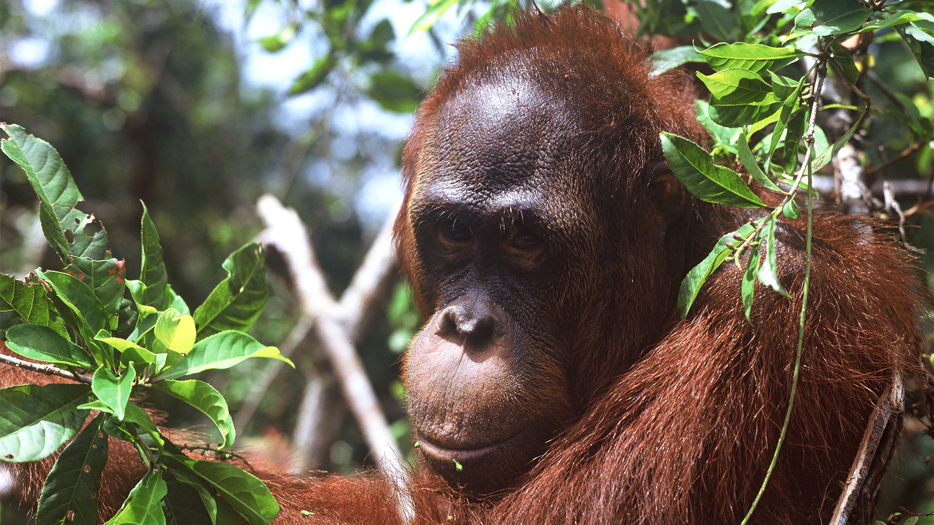 Borneo: Schutz der Orang-Utans