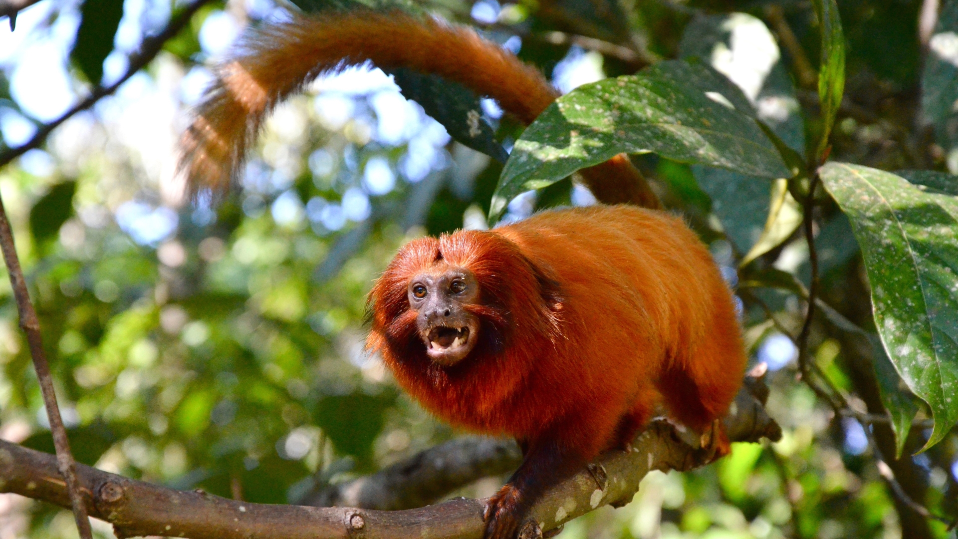 Terres Sauvages en Danger