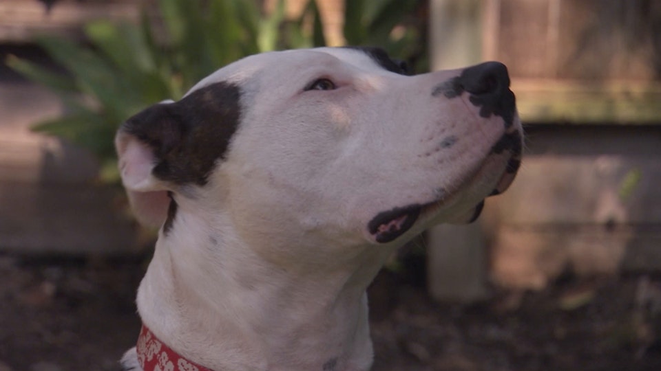 El encantador de perros