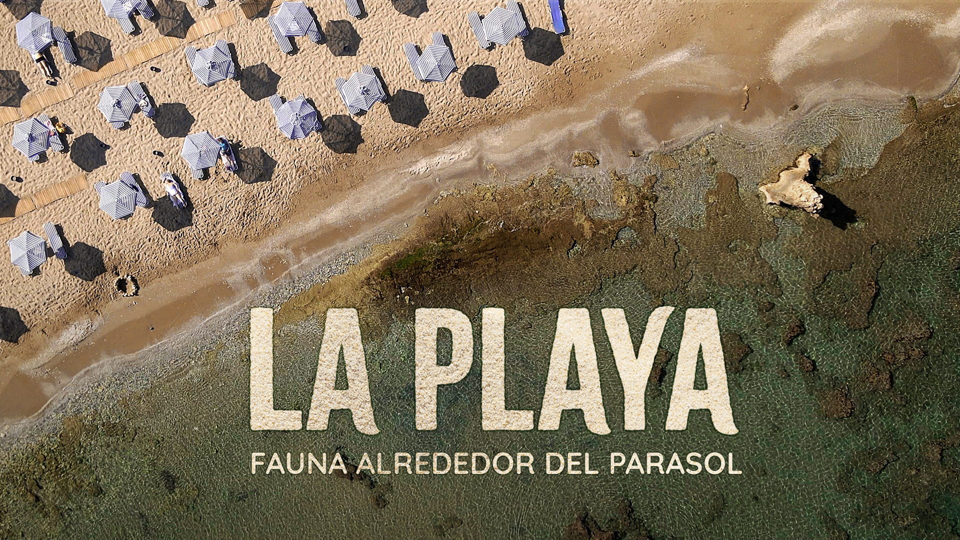 La Playa: Fauna alrededor del Parasol