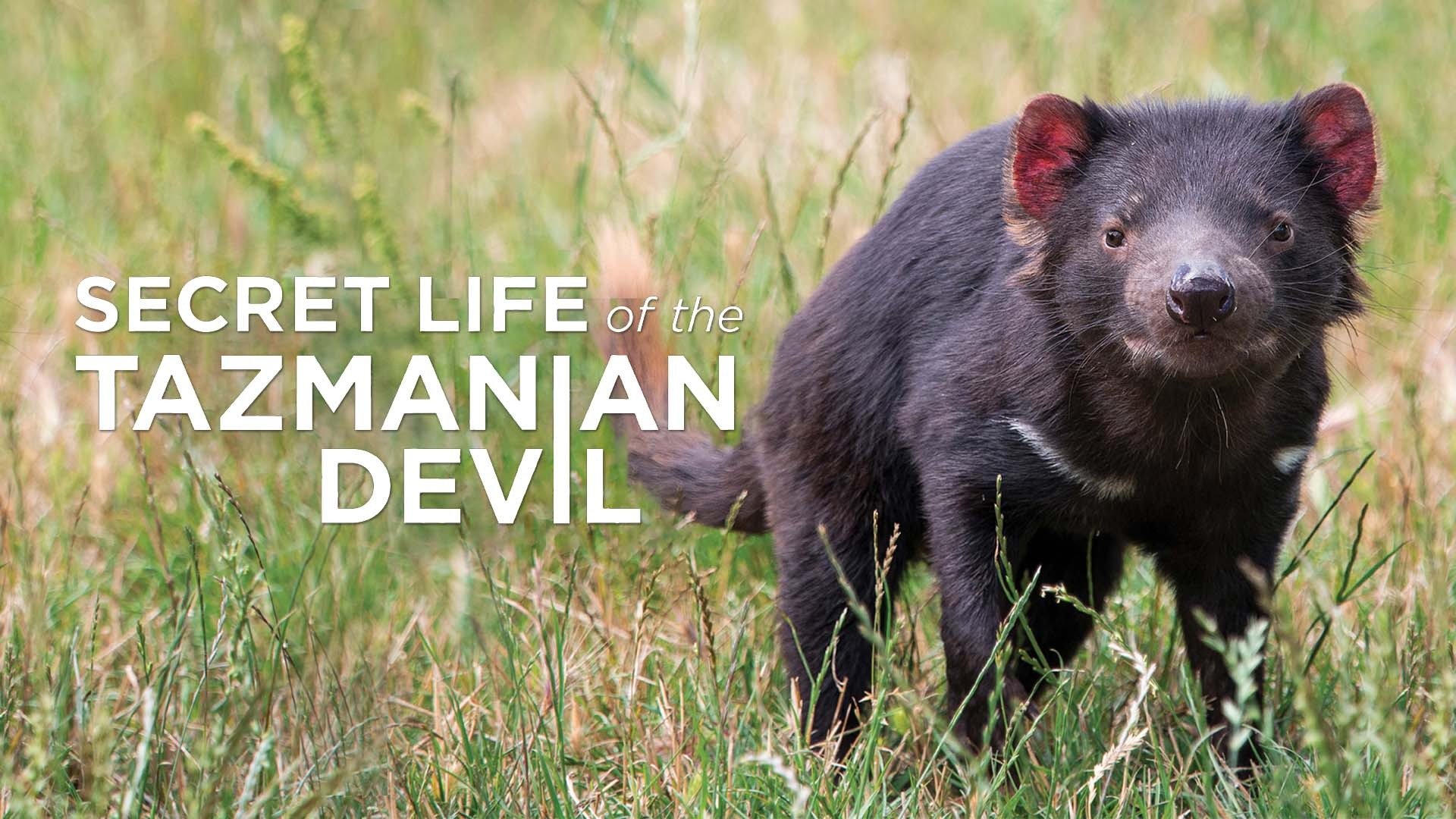 Secret Life of the Tasmanian Devil