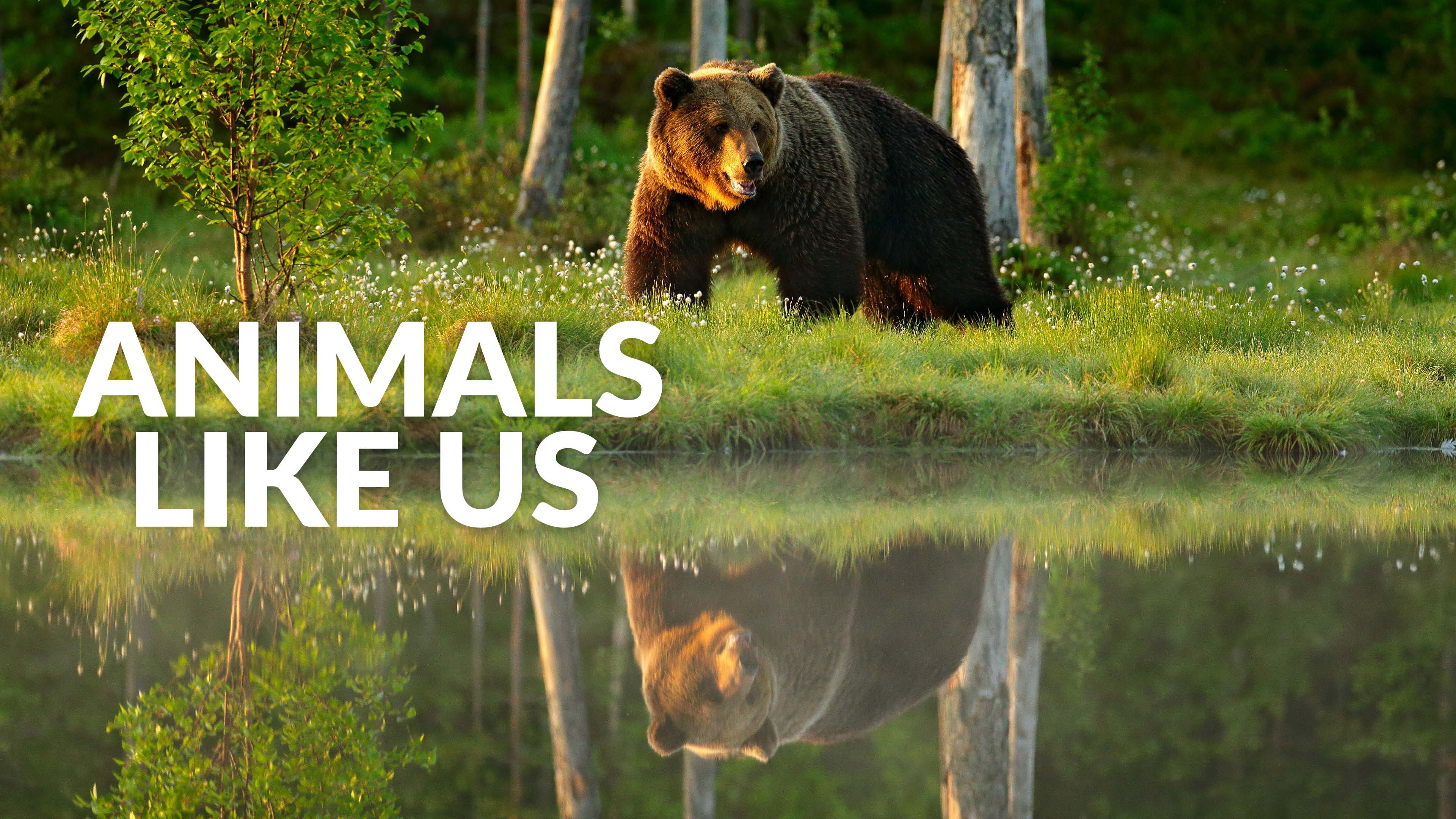 Animals Like Us