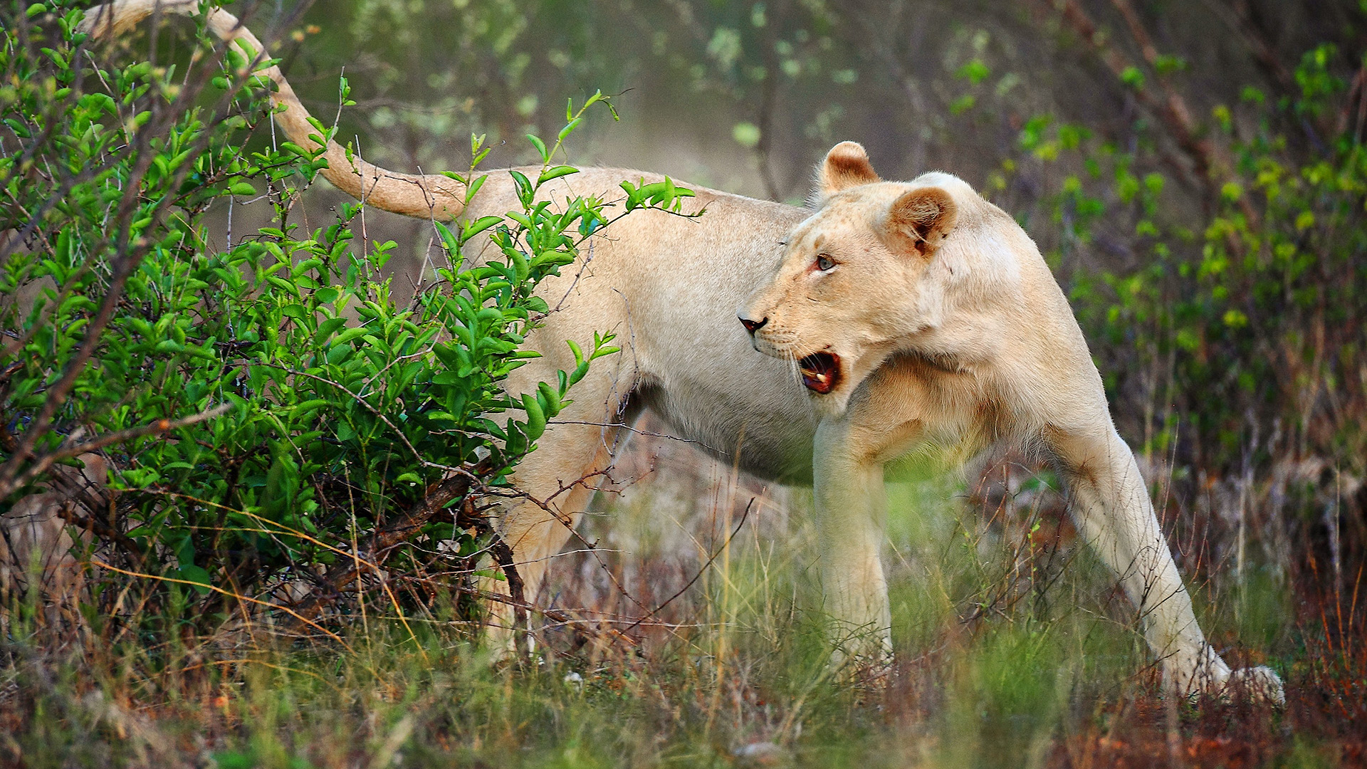Die weißen Löwen vom Timbavati