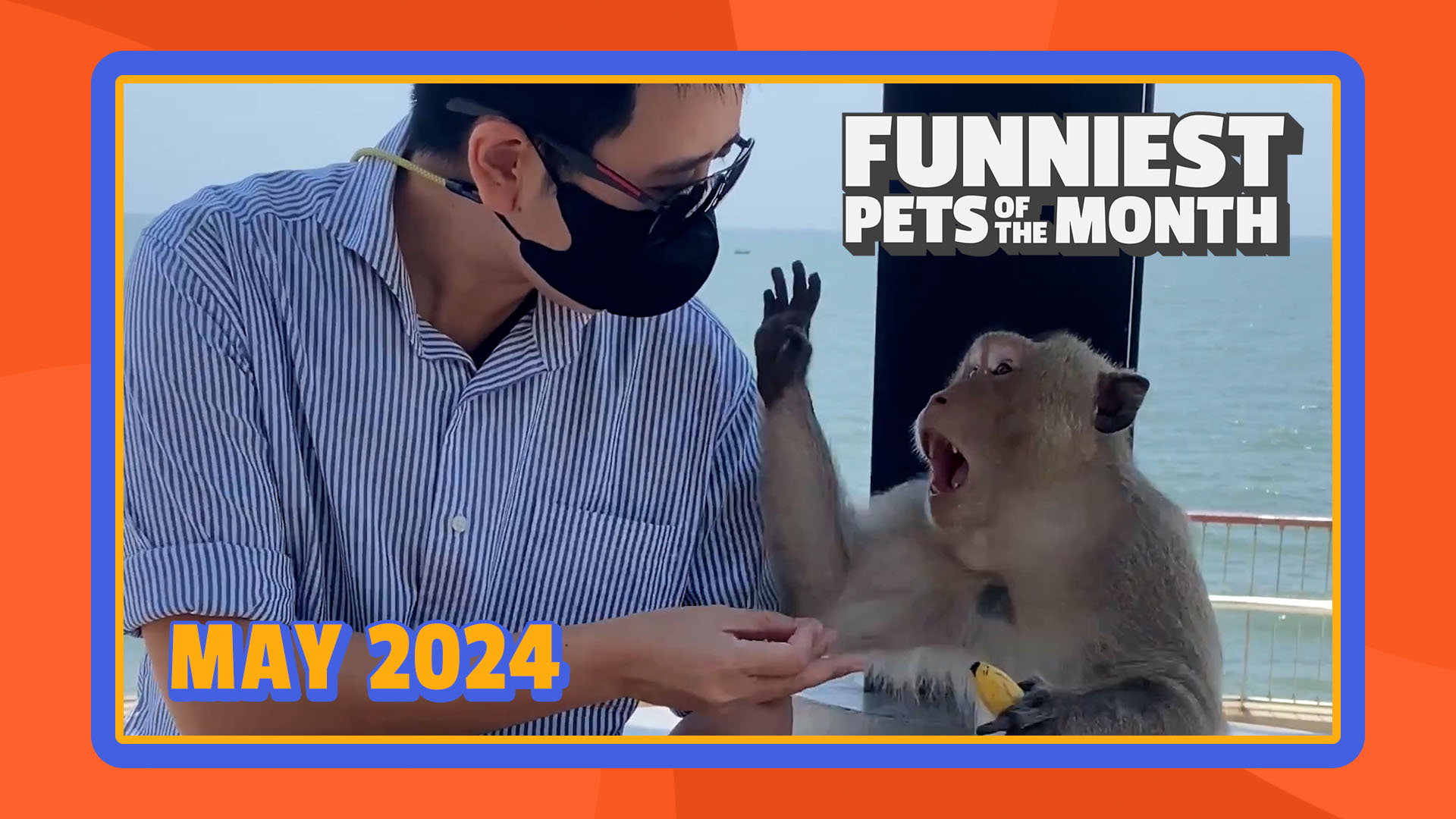 Funniest Pets of the Month