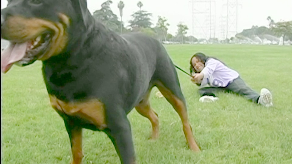 El encantador de perros