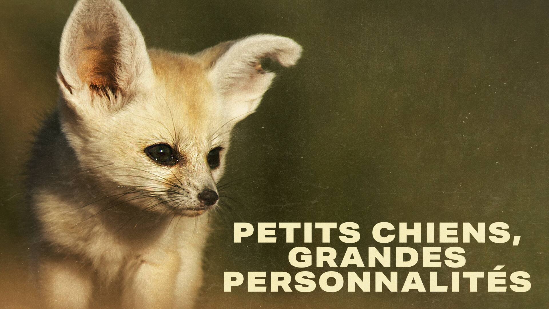 Petits Chiens, Grandes Personnalités