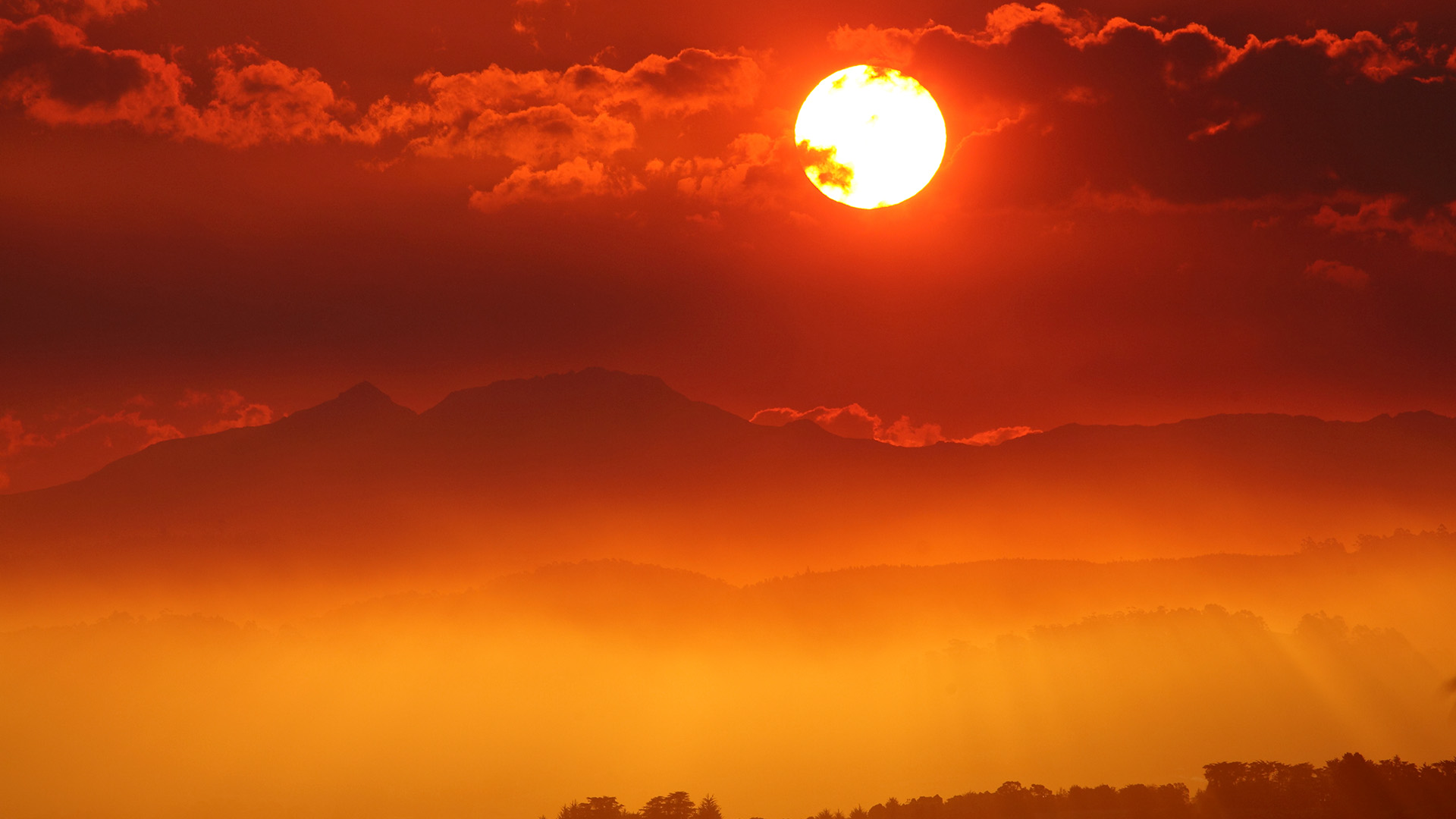 Das Flechtwerk des Lebens