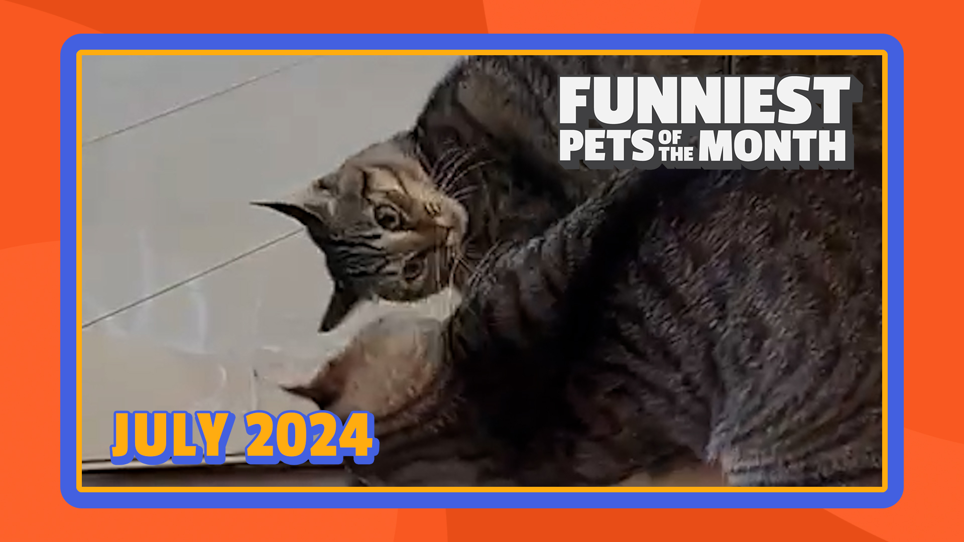 Funniest Pets of the Month