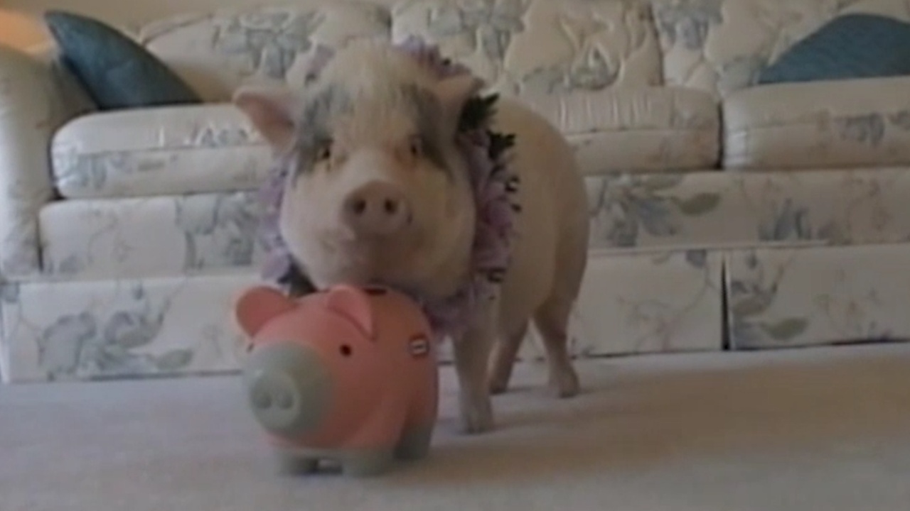 Funniest Pets & People