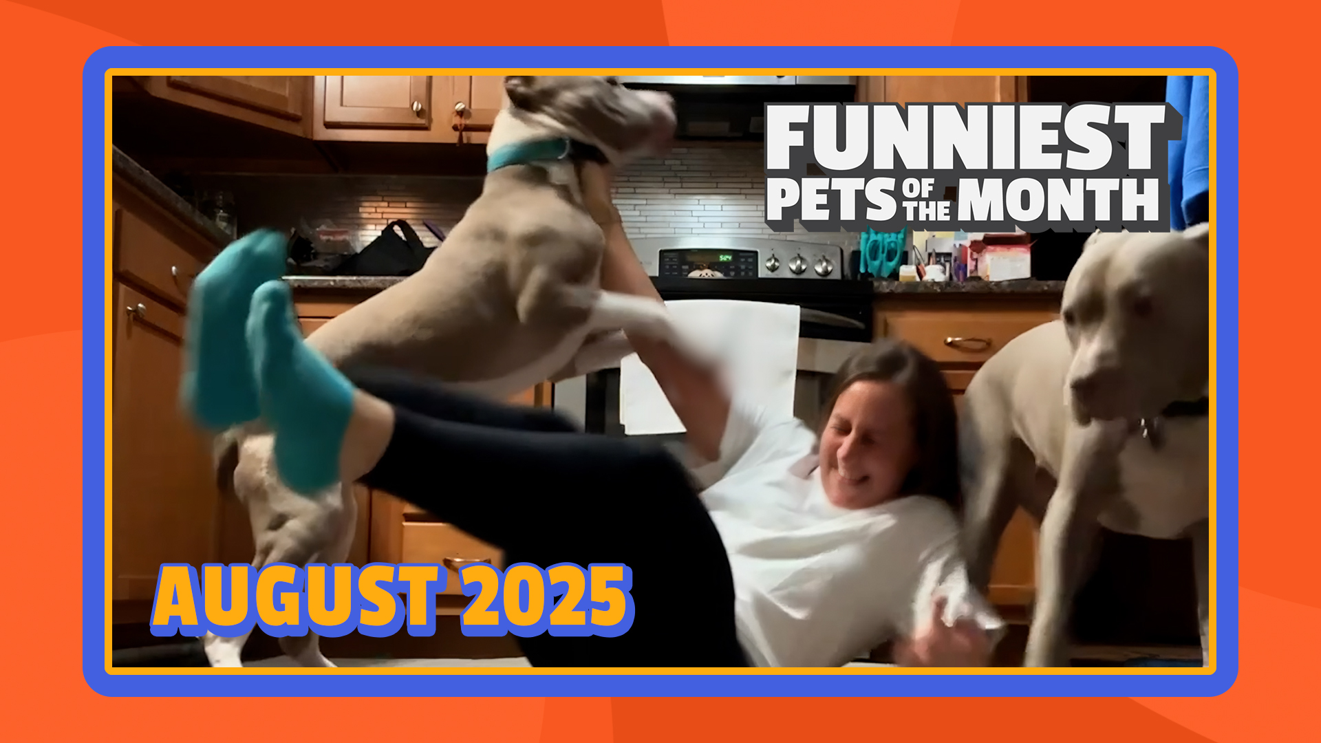 Funniest Pets of the Month