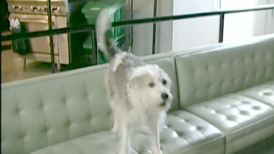 El encantador de perros