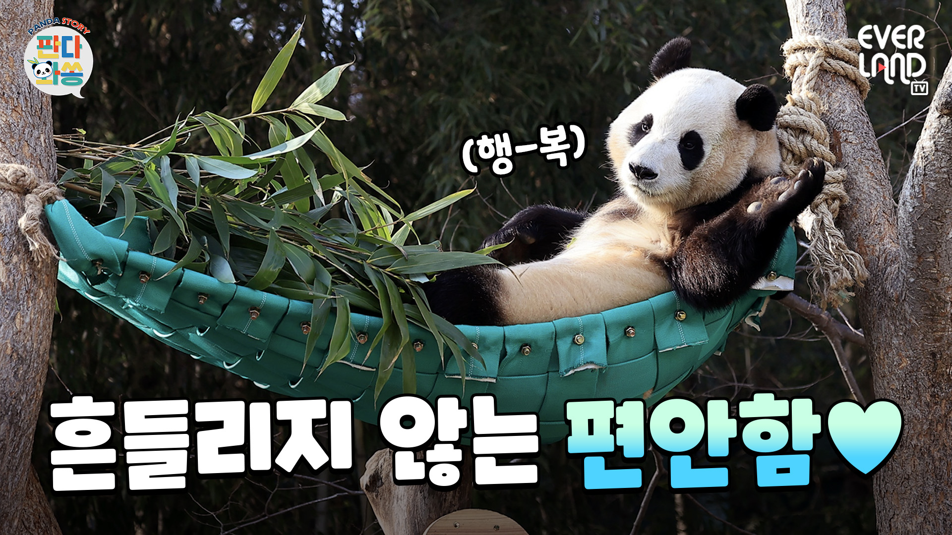 푸바오 할부지 마음 담긴 해먹처럼 언제나 편안하렴!! 146회