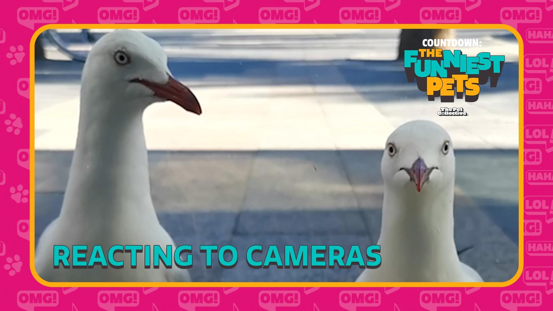 Countdown: The Funniest Pets