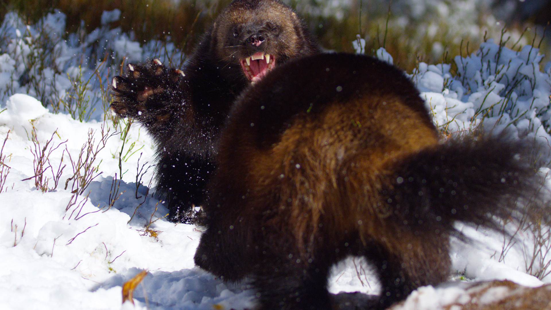 Der Geist des Nordens