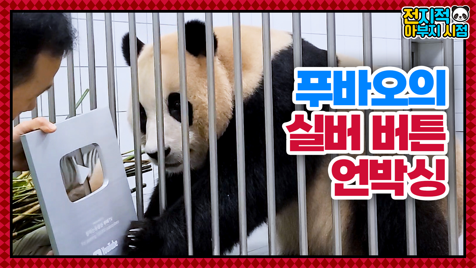 “이빨자국 내면 어떡해!!” 푸바오의 실버버튼 언박싱과 바오 모녀 방 바꾸기