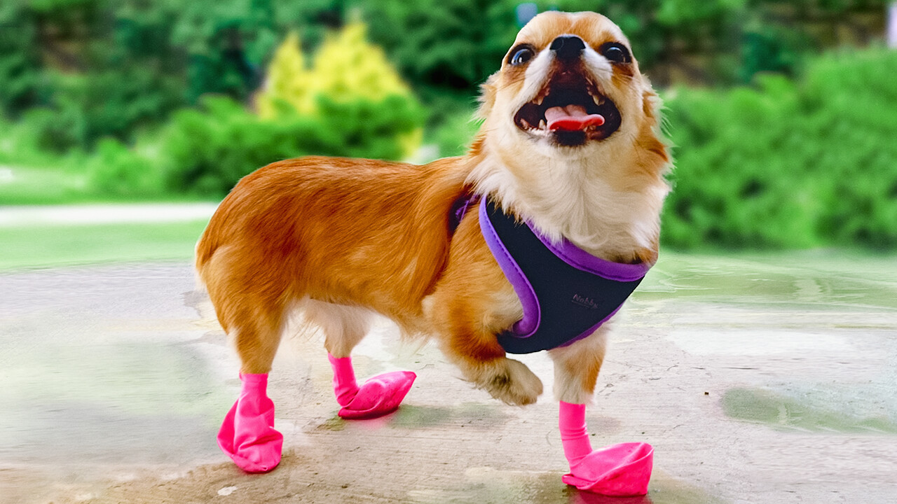 Trucos que a todos los dueños de mascotas les encantará